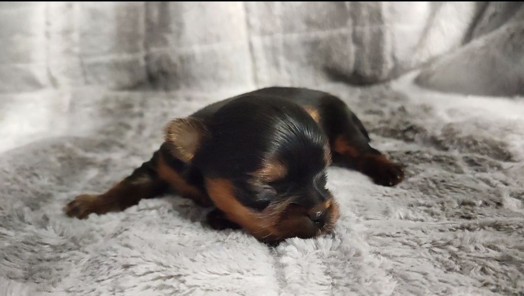 du Rocher De Sylëam - Chiot disponible  - Yorkshire Terrier