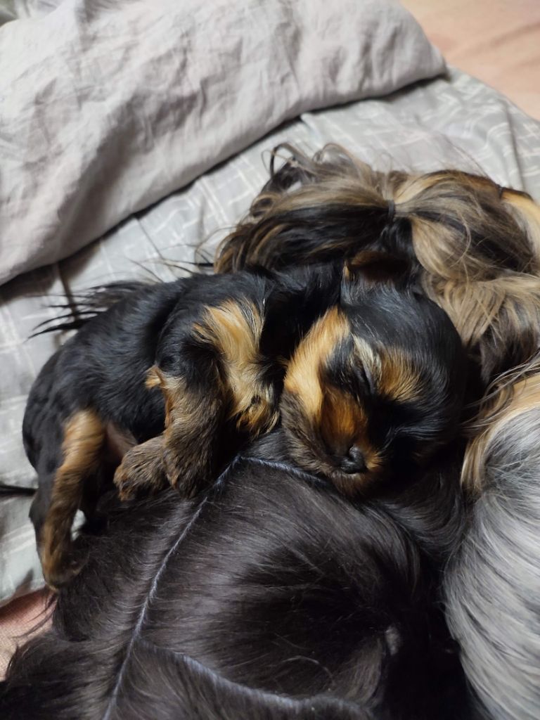 chiot Yorkshire Terrier du Rocher De Sylëam