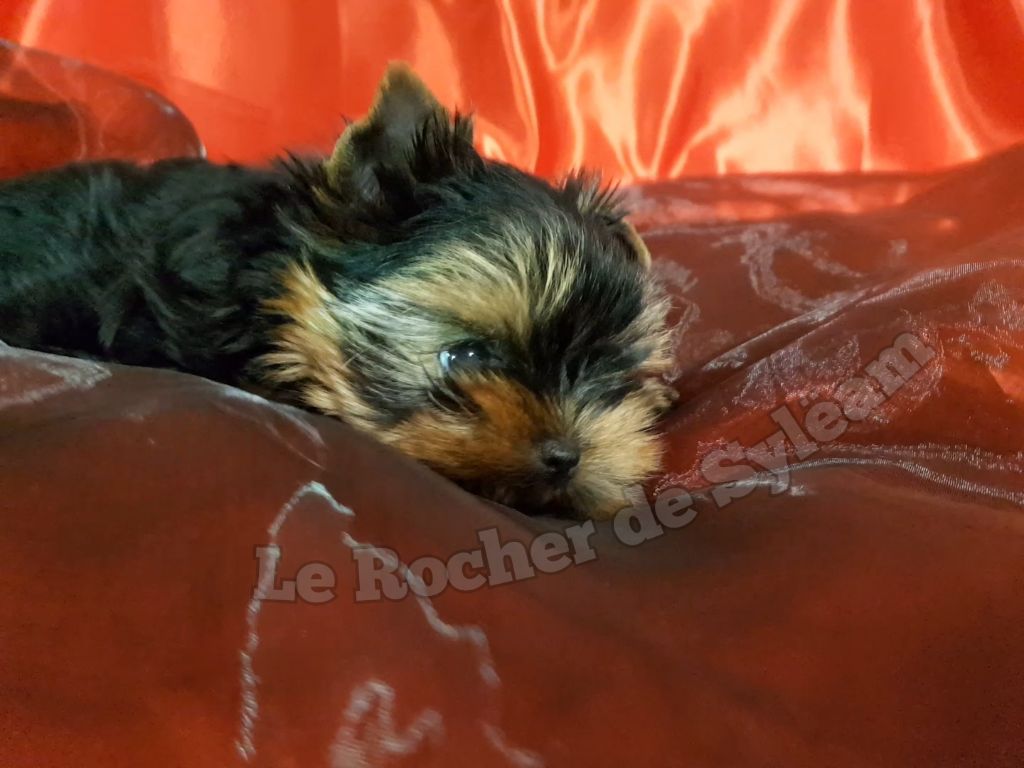 du Rocher De Sylëam - Chiot disponible  - Yorkshire Terrier