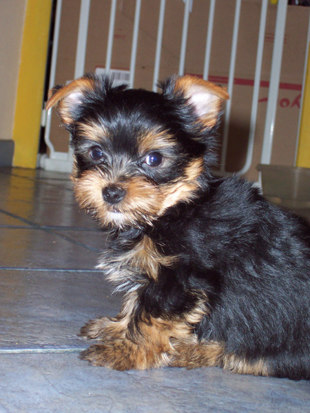 Les bébés de Bellissima 2008