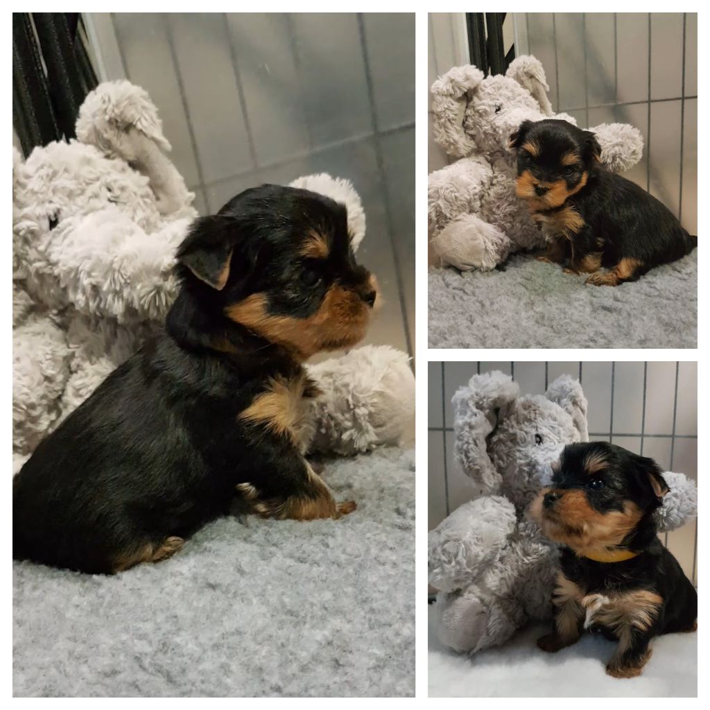 du Rocher De Sylëam - Chiots disponibles - Yorkshire Terrier