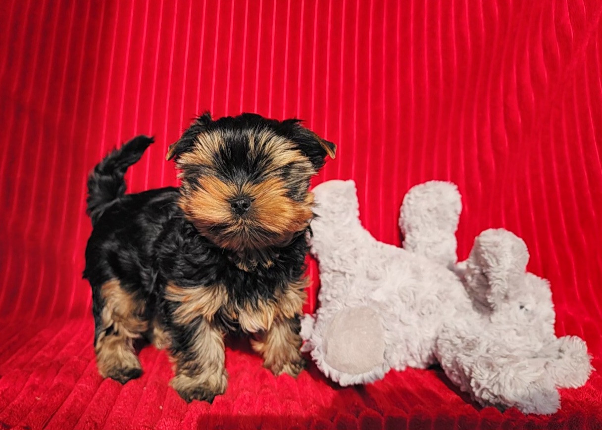 Chiot Yorkshire Terrier du Rocher De Sylëam
