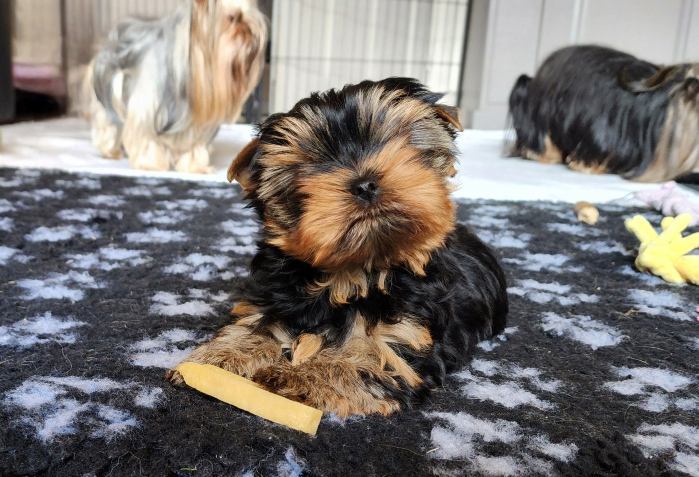 du Rocher De Sylëam - Chiots disponibles - Yorkshire Terrier