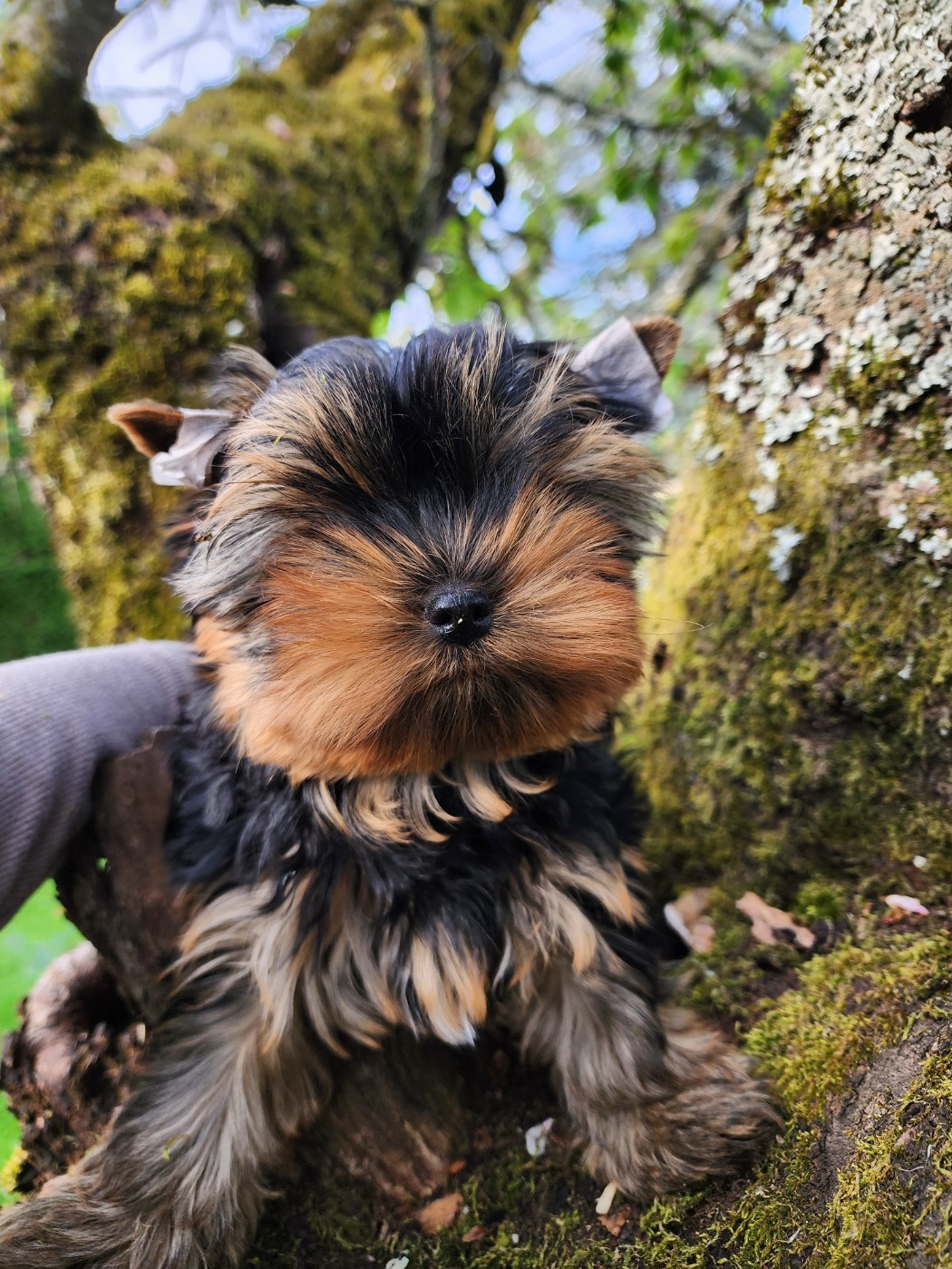 du Rocher De Sylëam - Chiots disponibles - Yorkshire Terrier