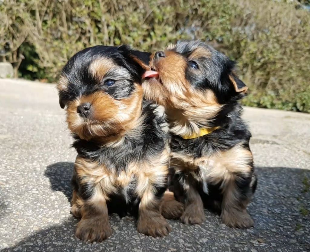 Chiot Yorkshire Terrier du Rocher De Sylëam