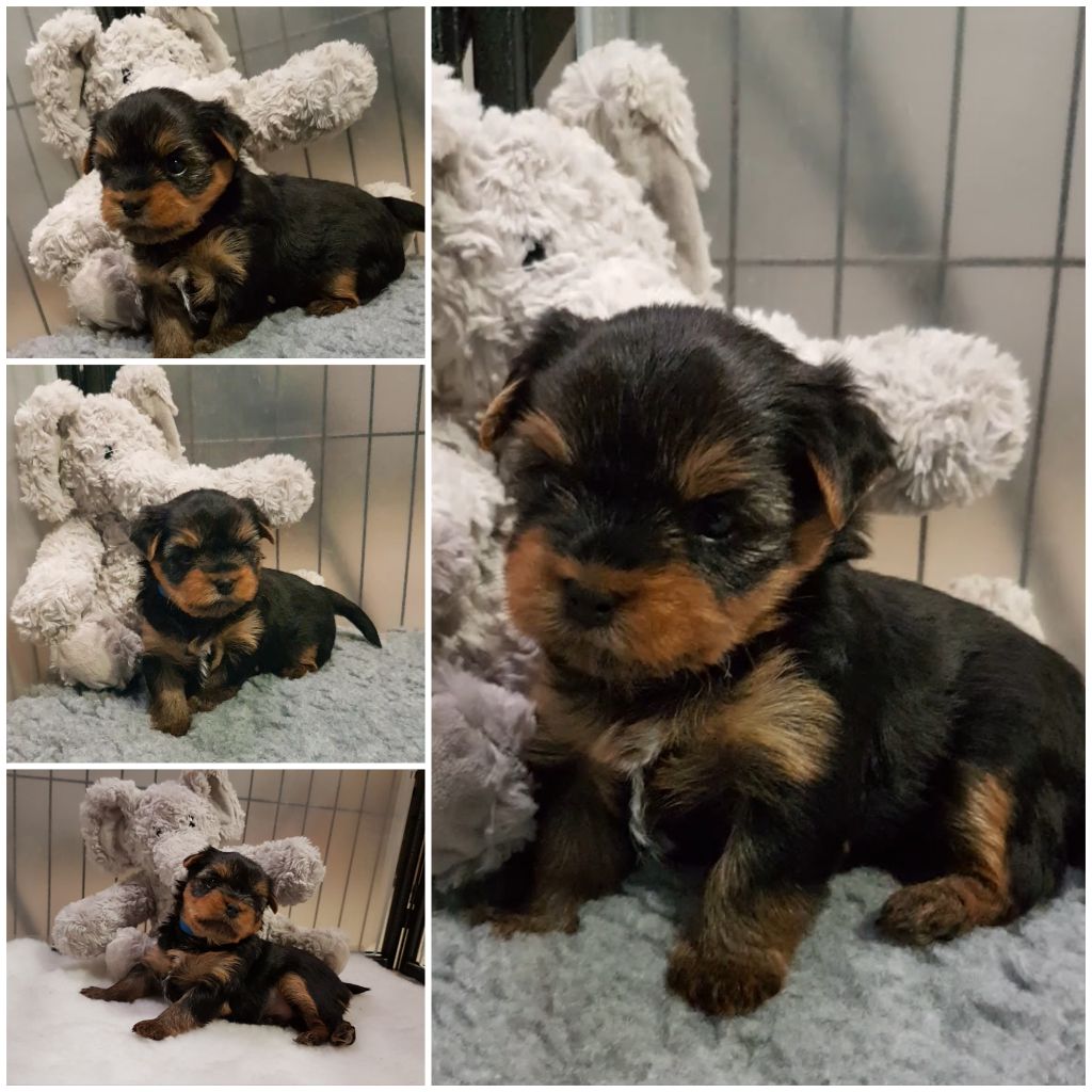 du Rocher De Sylëam - Chiots disponibles - Yorkshire Terrier